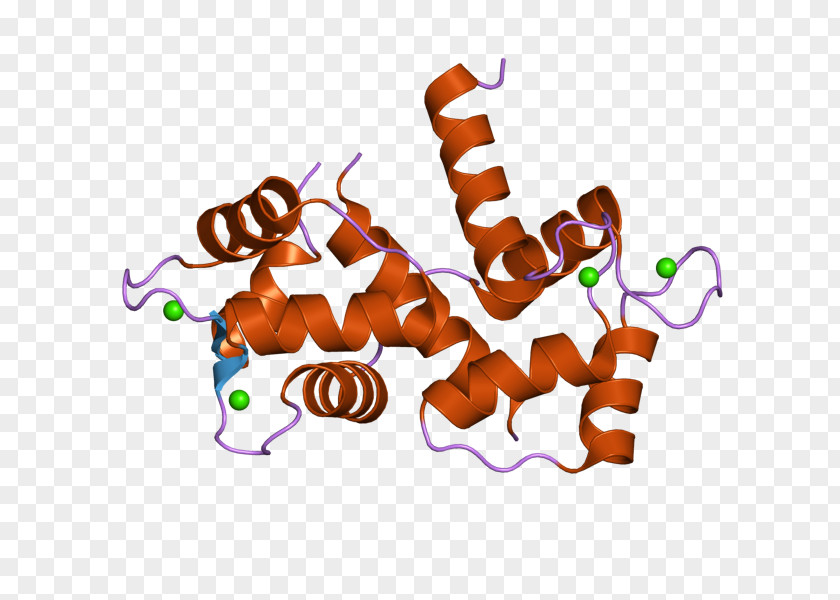 CALM3 CALM2 Calmodulin 1 Protein PNG