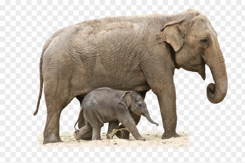 Elephant African Bush Clip Art Image PNG