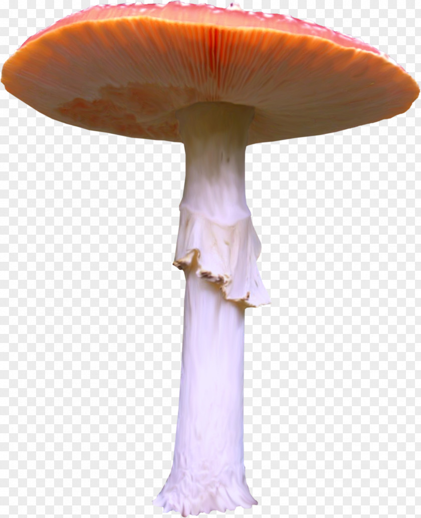 Mushroom Common Straw Clip Art PNG