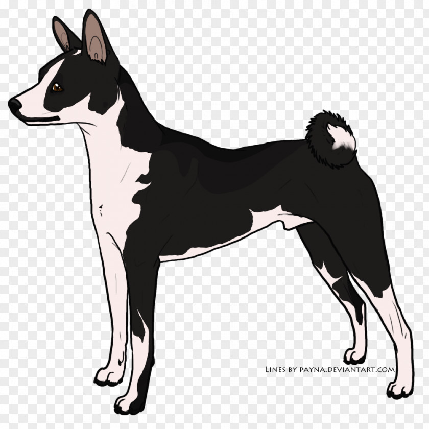 Whiteout Dog Breed Canaan Karelian Bear East Siberian Laika Basenji PNG