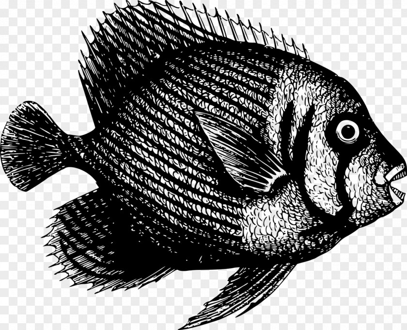 Canary Rockfish Pacific Ocean Fish Clip Art Nile Tilapia Aquatic Animal PNG