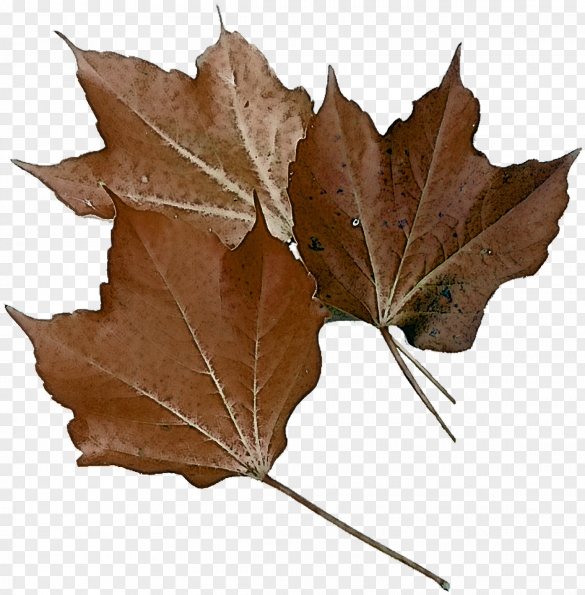 Leaf Maple / M Plane Trees Tree Family Biology PNG