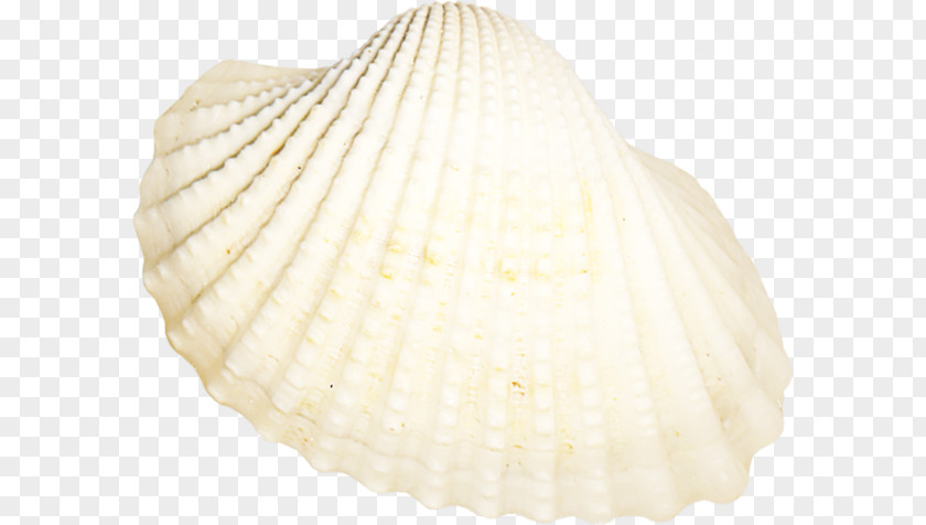 Seashell Cockle Conchology Tellinidae Veneroida PNG