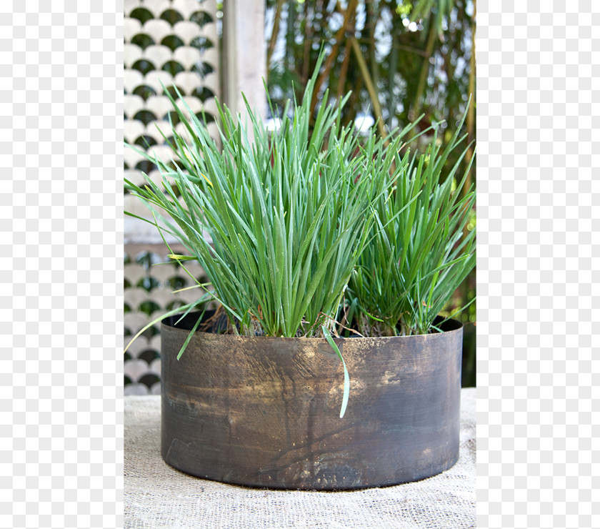 Bronze Drum Vase Design Flowerpot Herb Houseplant Chives PNG