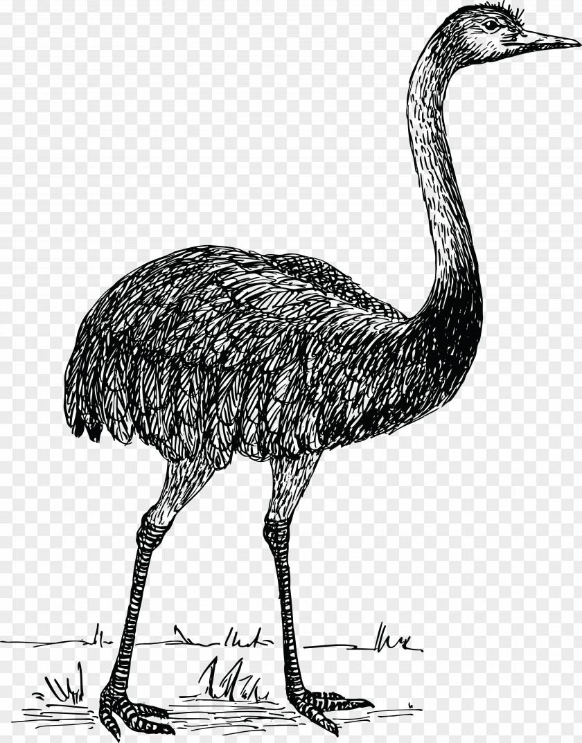 Hairy Vector Common Ostrich Flightless Bird Rhea Clip Art PNG