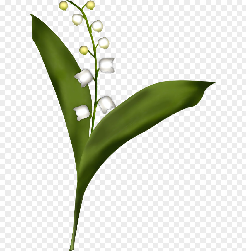 Lily Of The Valley Flower Drawing Painting Leaf PNG