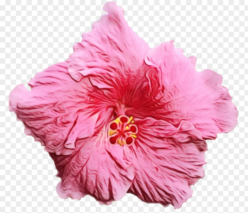 Magenta Chinese Hibiscus Flowers Background PNG