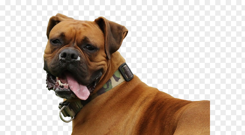 Mouth Of The Sand Dog Valley Bulldog Boxer Olde English Bulldogge Old Bullmastiff PNG