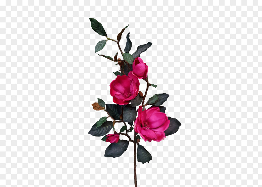 Pink Magnolia Cut Flowers Garden Roses Plant PNG