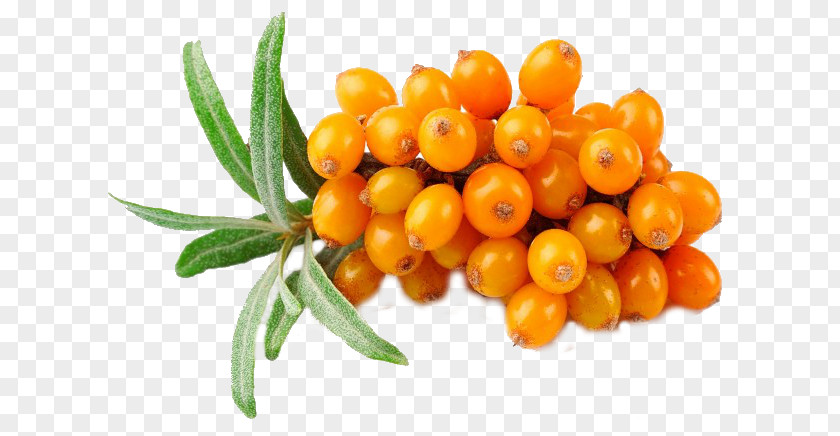 Sea Buckthorn Oil Seaberry Food PNG