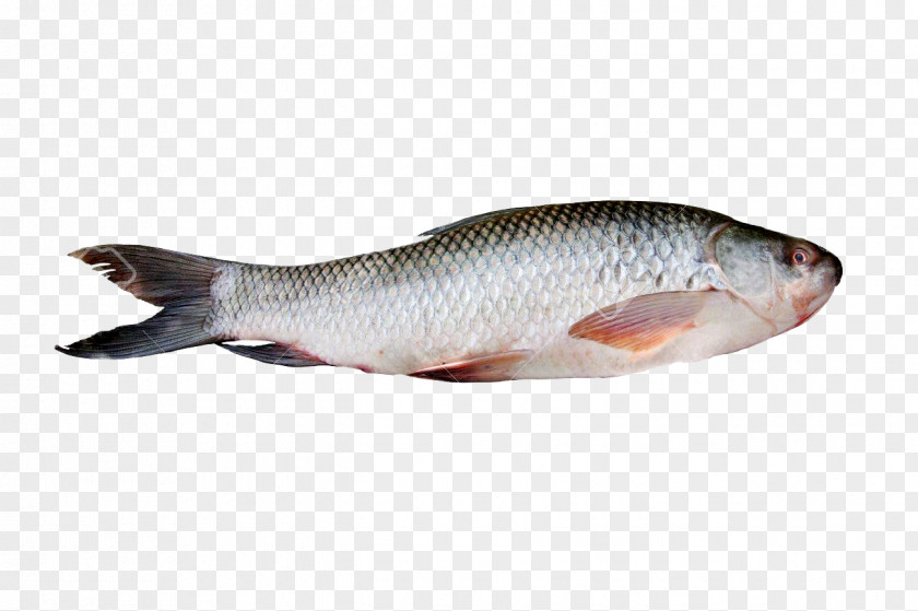 Tilapia Rohu Sarbh Biotech Pvt Ltd Fish Products Catla PNG