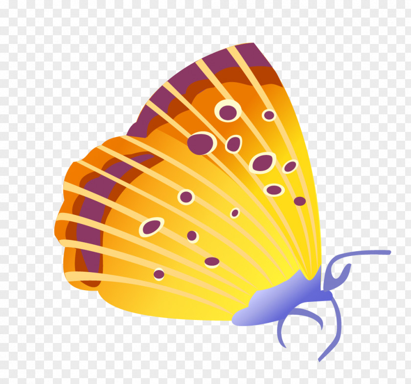 Vector Butterfly Insect Cdr Euclidean PNG
