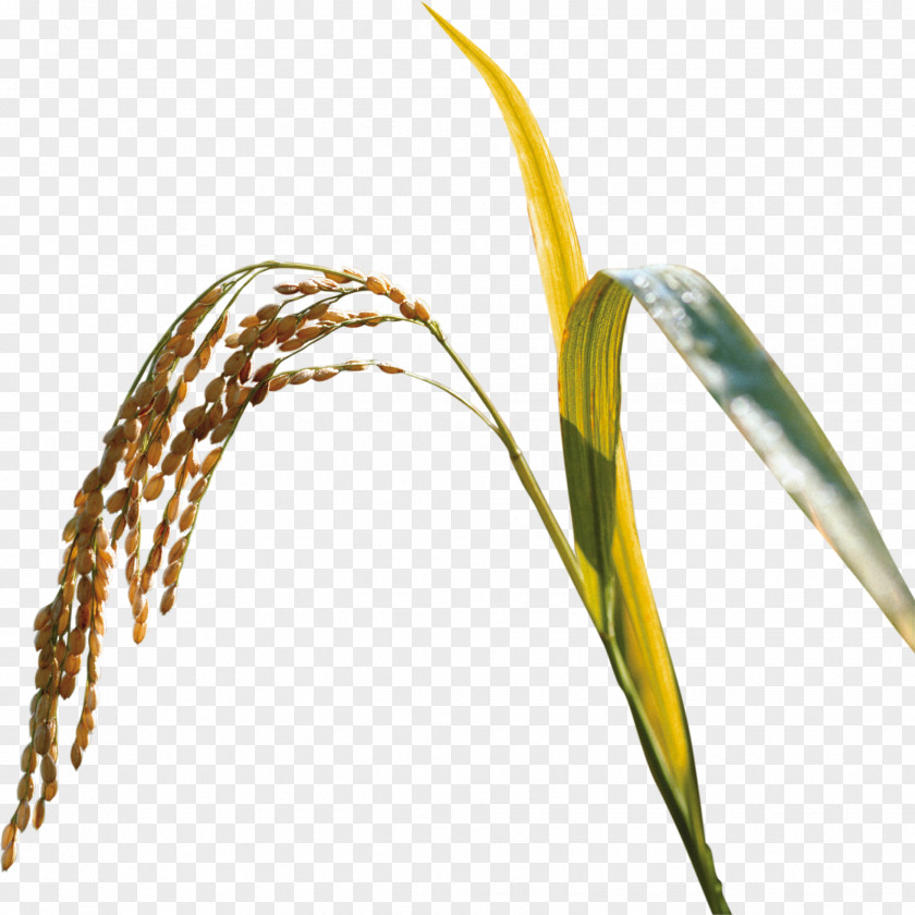 Wheat Free Pull Image PNG