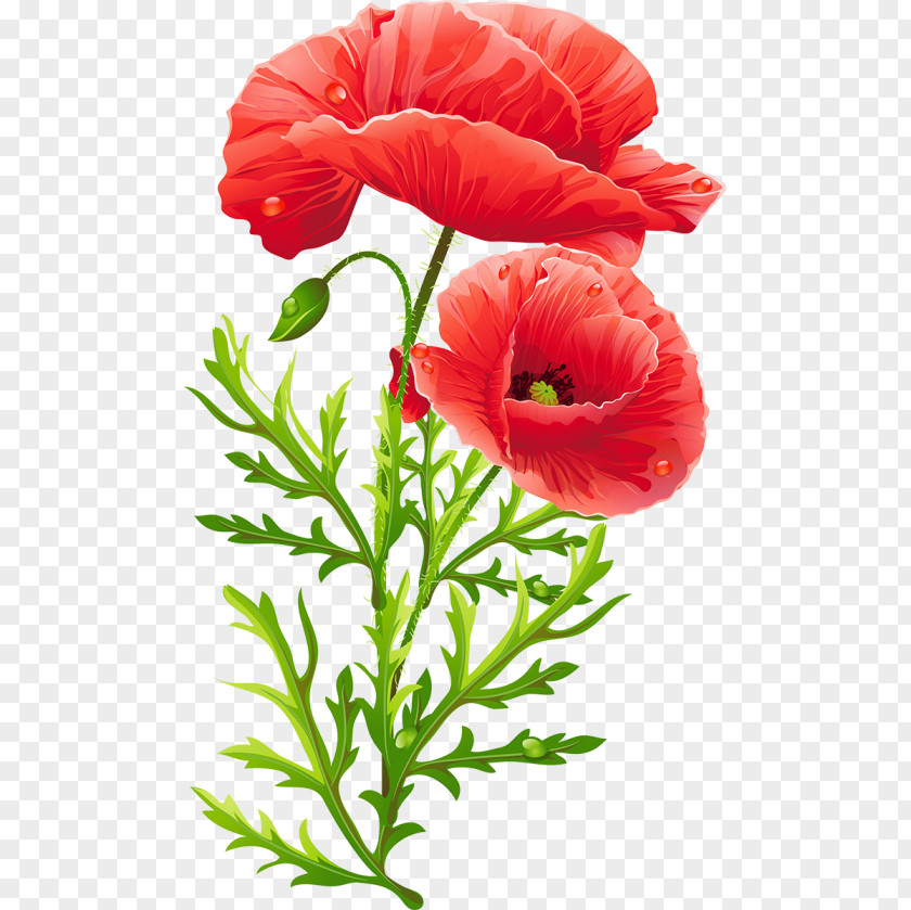 Flower Bouquet Poppy Floral Design Clip Art PNG