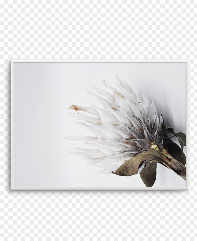 Product Border Protea Cynaroides Work Of Art Poster PNG