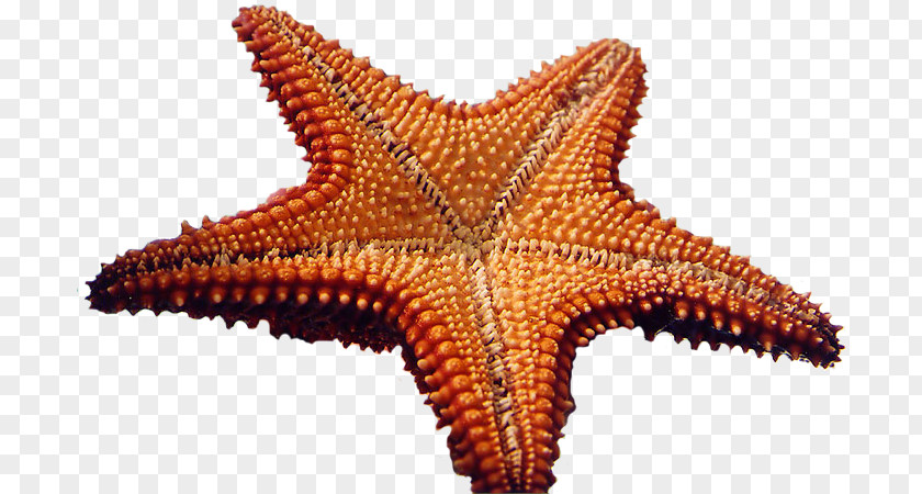 Starfish Marine Invertebrates Sea Clip Art PNG