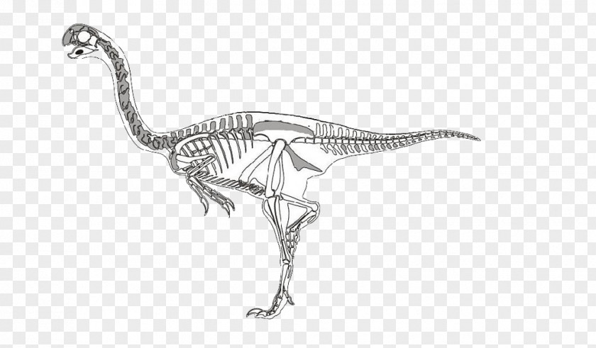 Dinosaur Skeleton Velociraptor PNG
