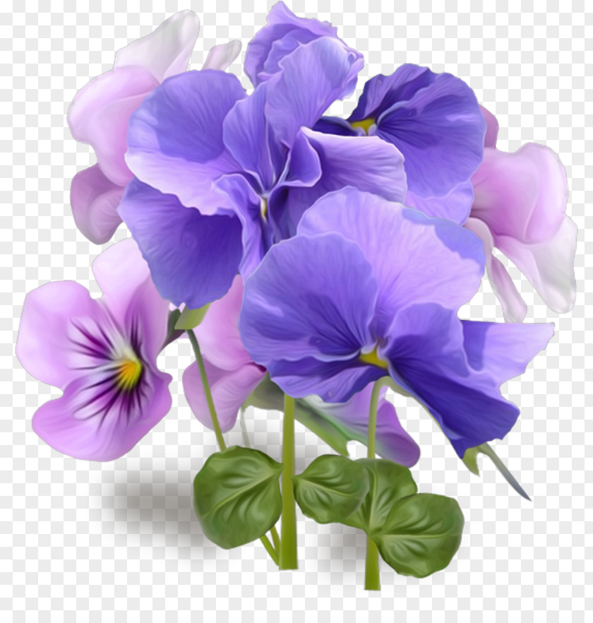Flower Pansy Clip Art Floral Illustrations Desktop Wallpaper PNG