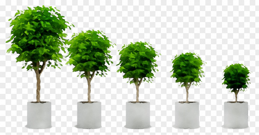 Furniture Plants House Room Flowerpot PNG