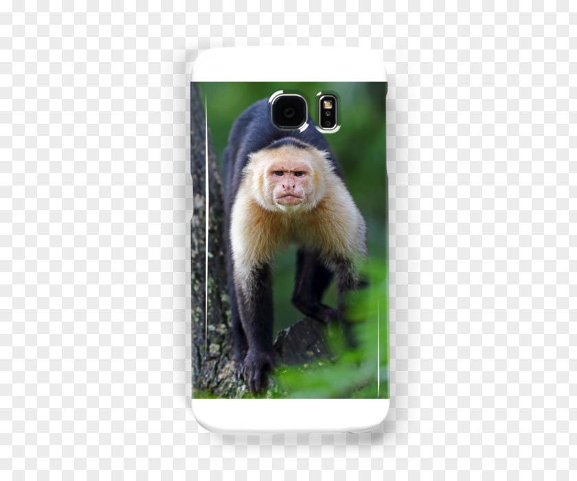 Monkey Macaque White-headed Capuchin New World Monkeys Primate PNG
