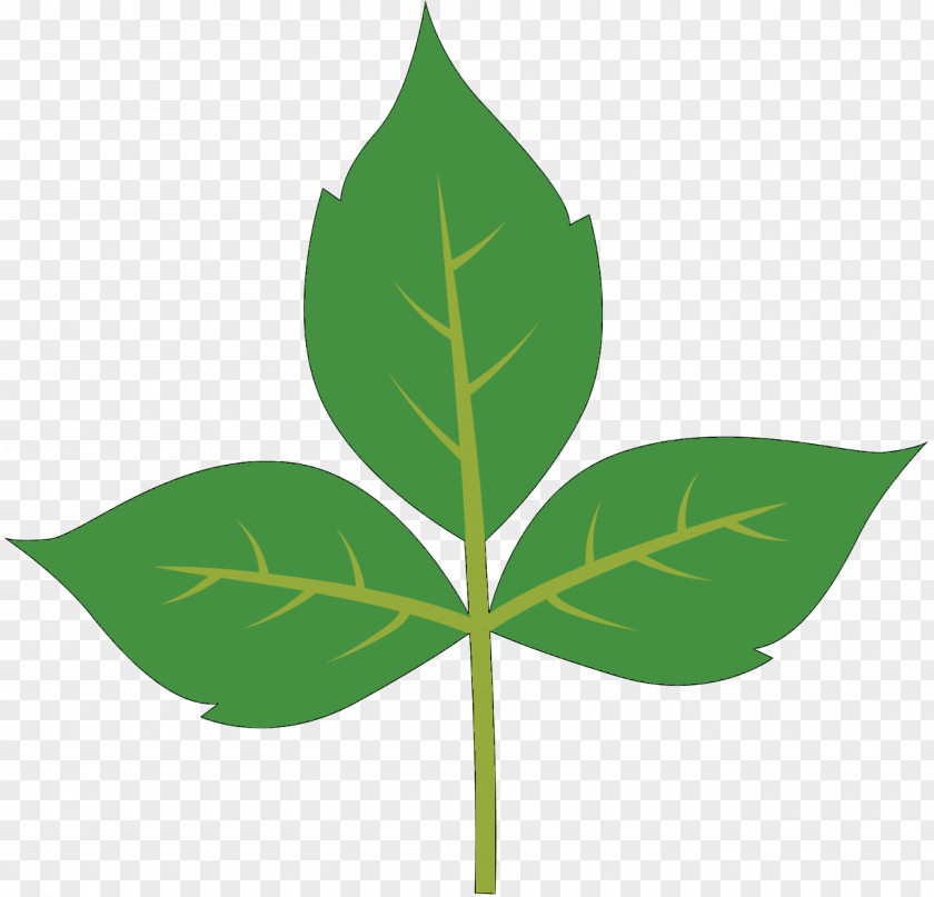 Lotion Leaf Kudzu Aloe Vera Plant Stem PNG