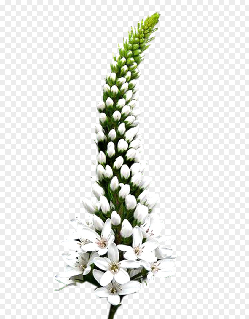 Nikita Cut Flowers Grasses Plant Stem Family PNG