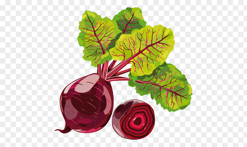 Onion Sugar Beet Beetroot Clip Art PNG