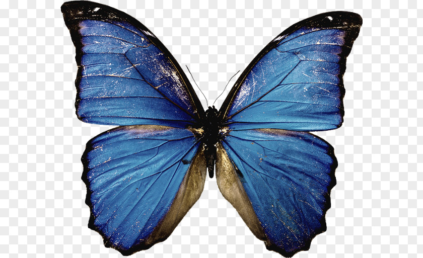 Butterfly Desktop Wallpaper Transparency Clip Art PNG