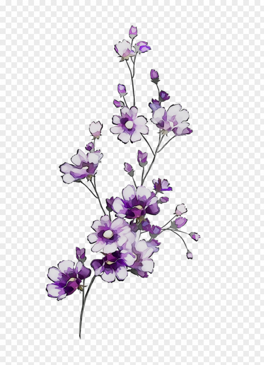 Lavender Cut Flowers Floral Design Plant Stem PNG