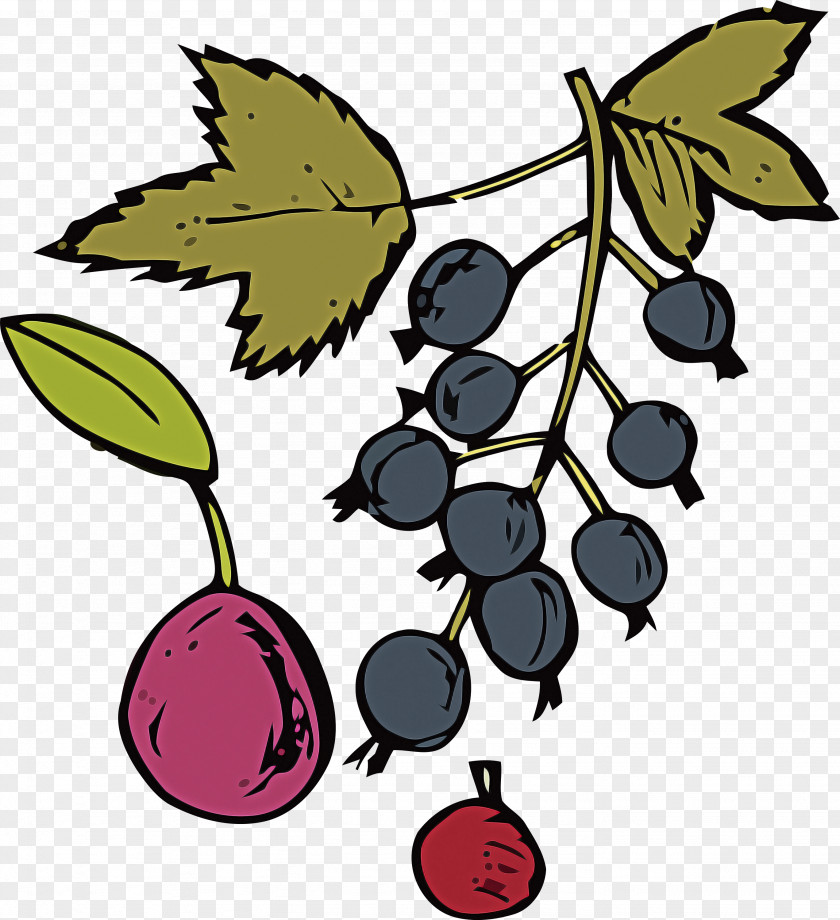 Leaf Grape Tree Fruit Flower PNG