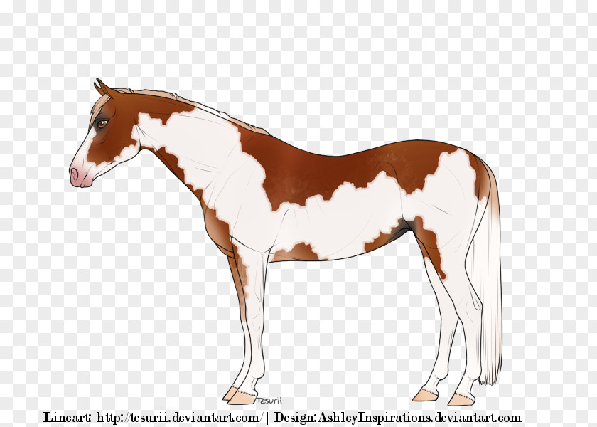 Mustang Foal Mare Stallion Rein PNG