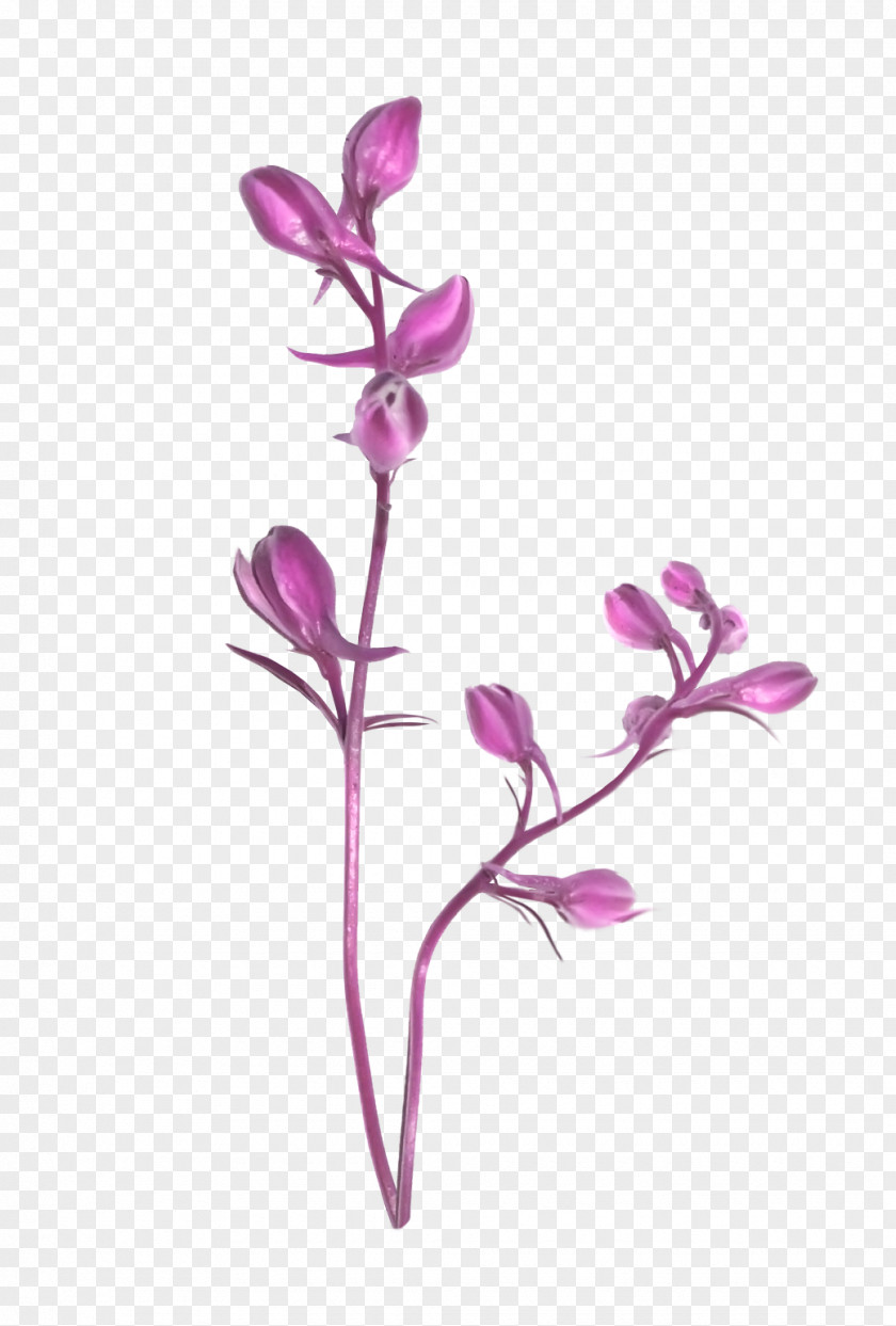 лаванда Ping Cut Flowers Moth Orchids Plant Stem PNG