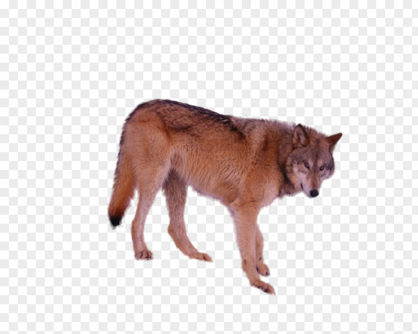 Tube Dog Breed Irish Wolfhound Coyote Dhole PNG