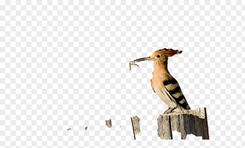 Wood Beak /m/083vt Wildlife Tail PNG