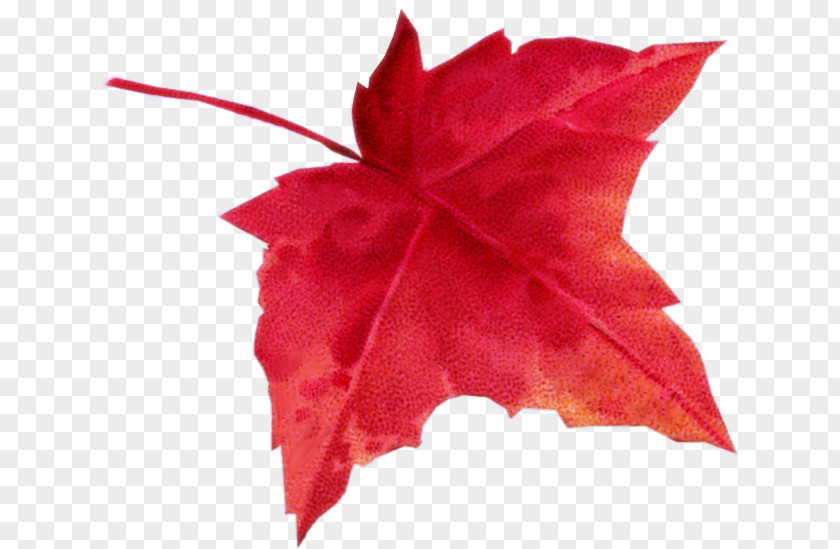 Autumn Maple Leaf Color PNG