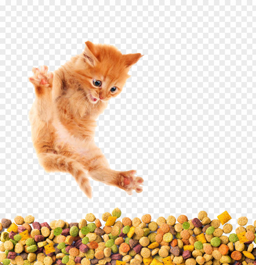 Creative Cat Food Kitten Dog Horse PNG