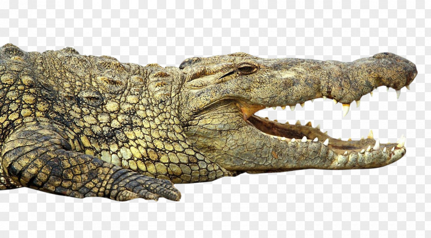 Crocodile Nile Alligator PNG