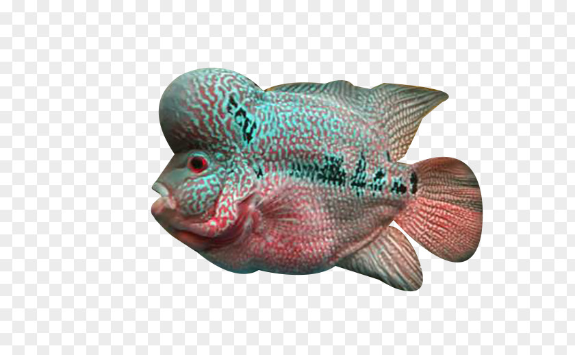 Deep Sea Rosé Fish Flowerhorn Cichlid PNG