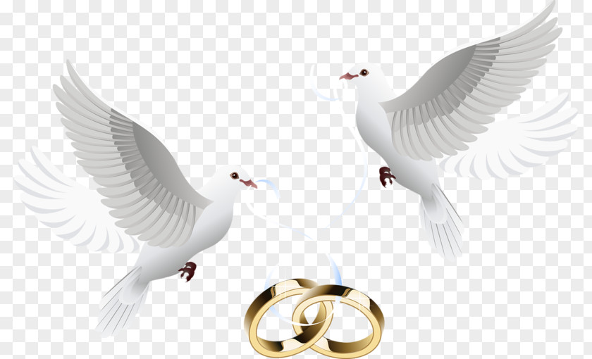 Dove Inlay Ring Wedding Invitation Clip Art PNG