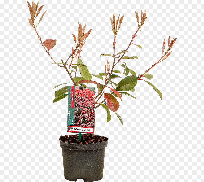 Flowerpot Red Tip Photinia Shrub Houseplant Garden Centre PNG