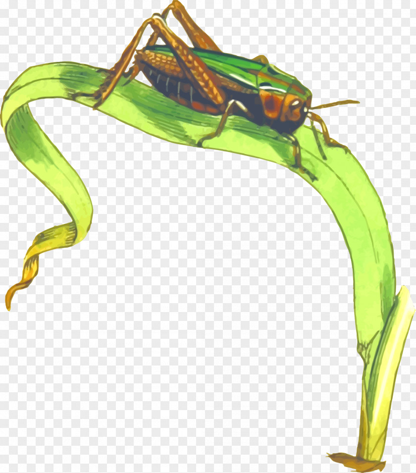 Grasshopper Cricket Clip Art PNG
