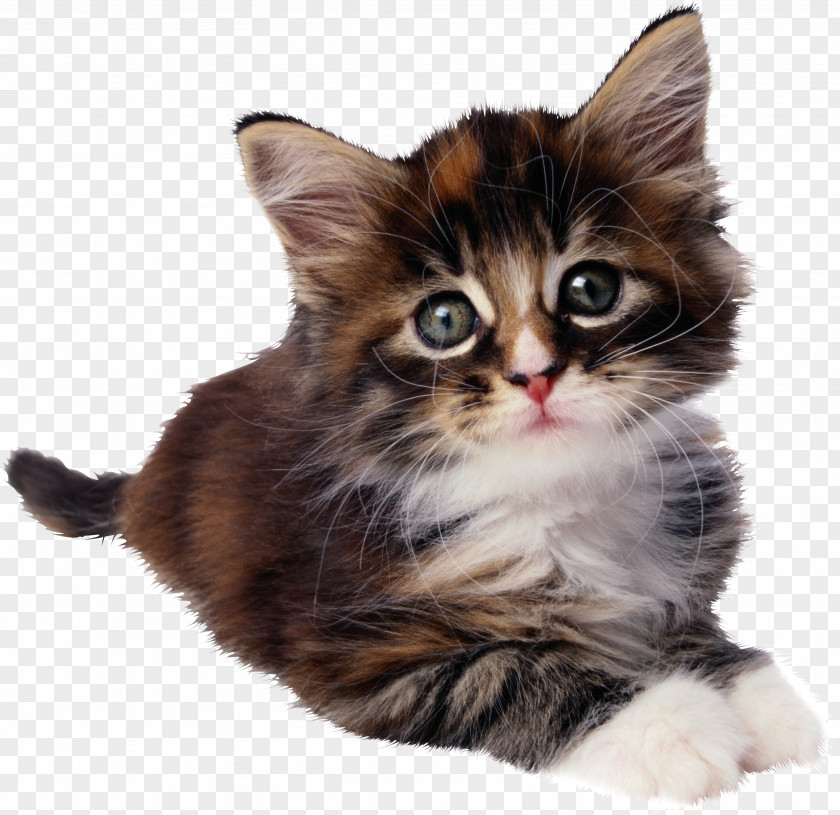 Jerky Sphynx Cat Cheetoh Kitten Felidae PNG
