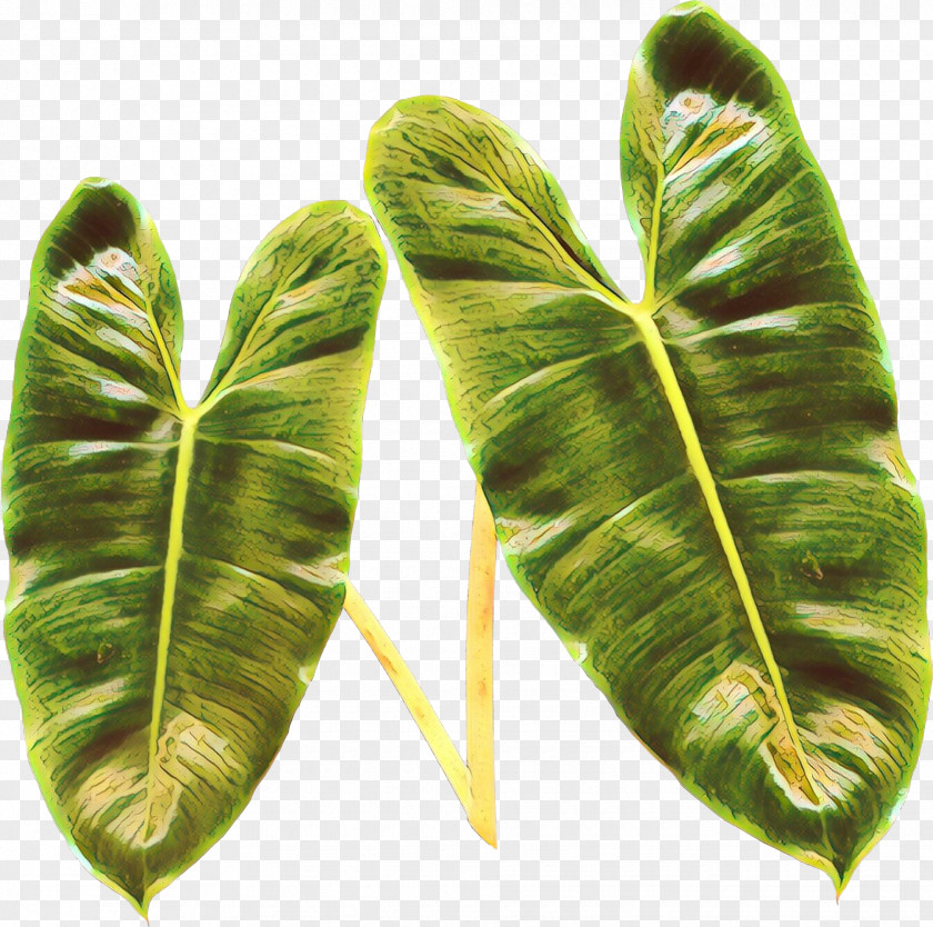 Plant Pathology Flower Feather PNG
