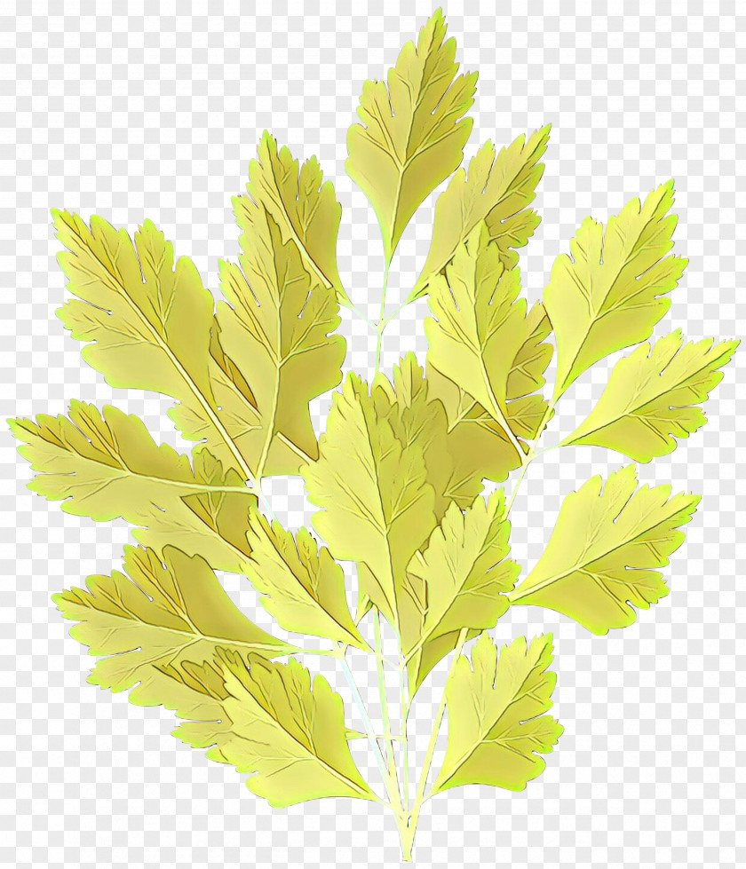 Silver Maple Flower Plane PNG