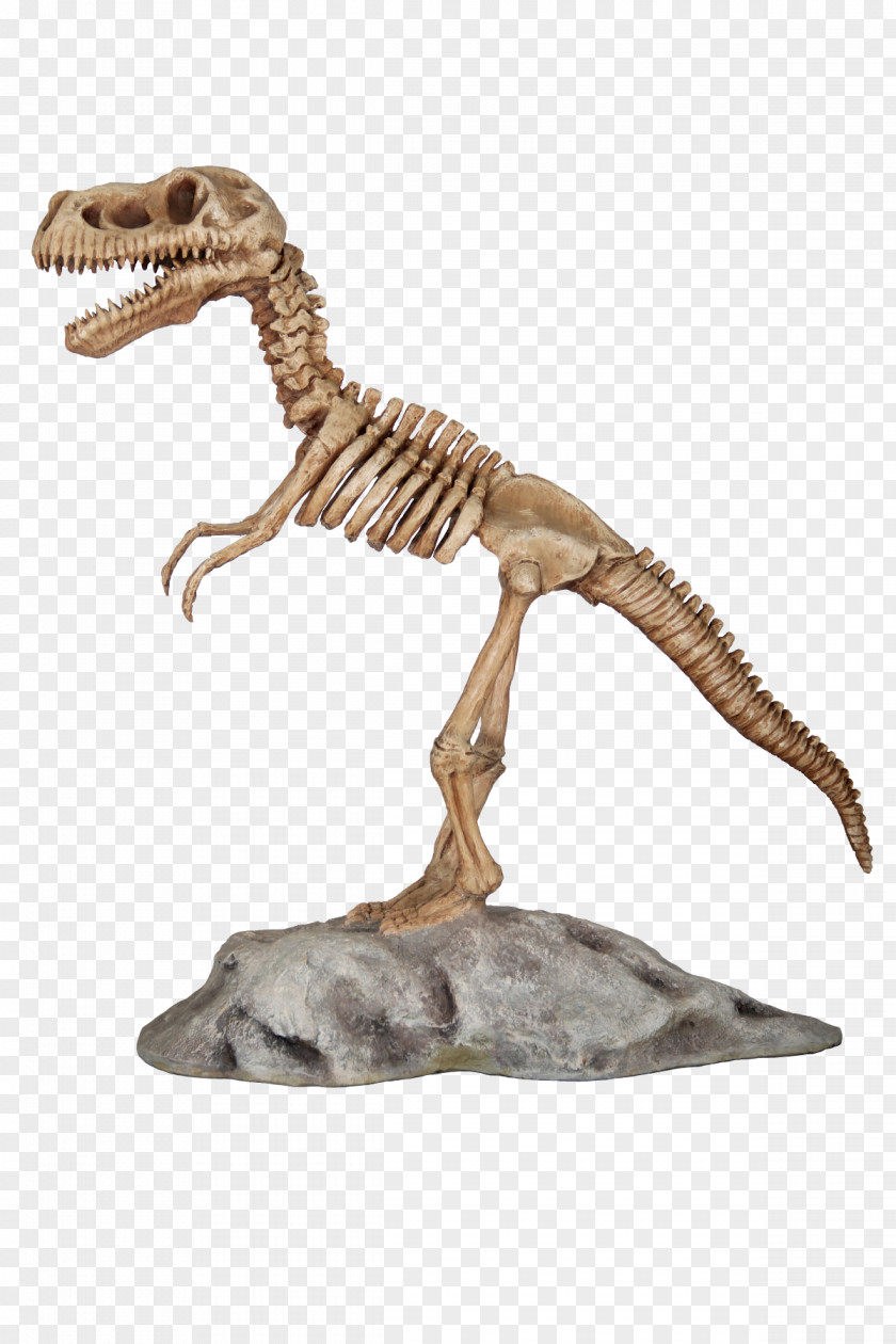 T Rex Tyrannosaurus Velociraptor Dinosaur Skeleton Animal PNG