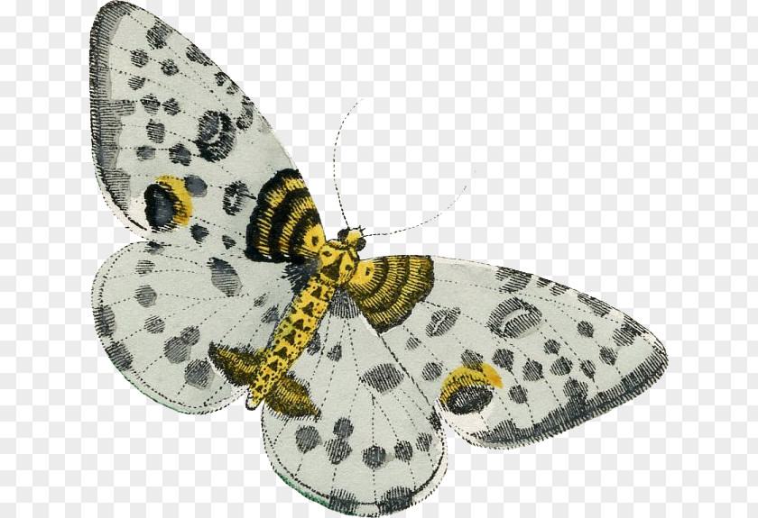 Yellow And Gray Moth PNG
