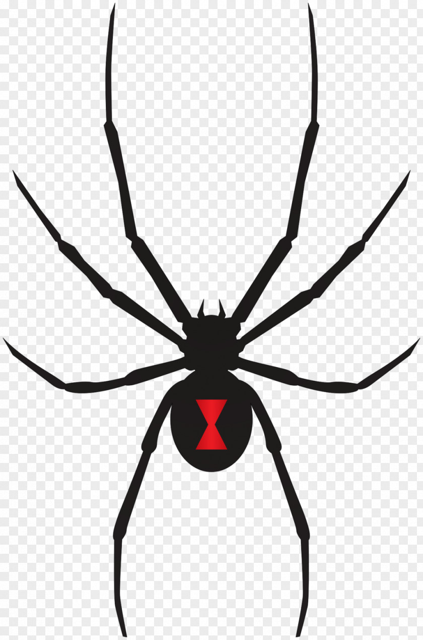Black Widow Armed Spiders Southern Venom PNG