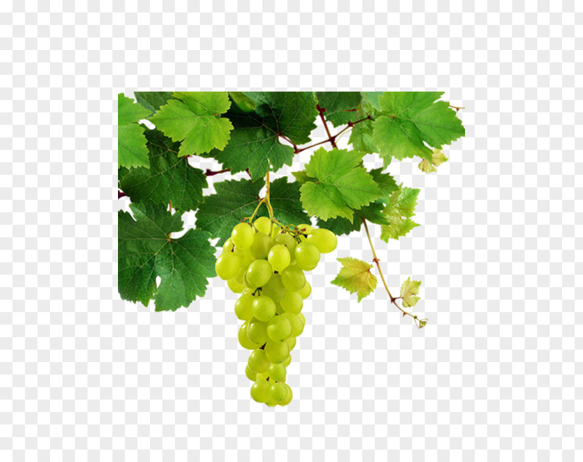 Bunch Of Grapes Hanging On The Vine Sauvignon Blanc White Wine Pinot Chenin Riesling PNG