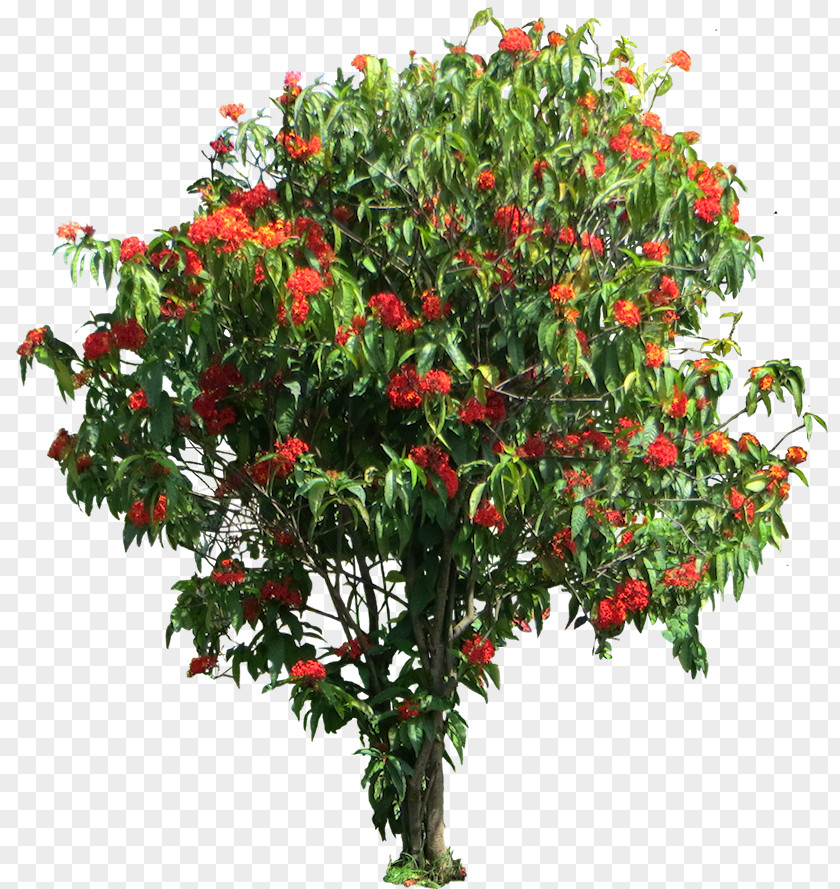 Plant Ixora Coccinea Shrub Tree Gardenia Brighamii Tamil PNG