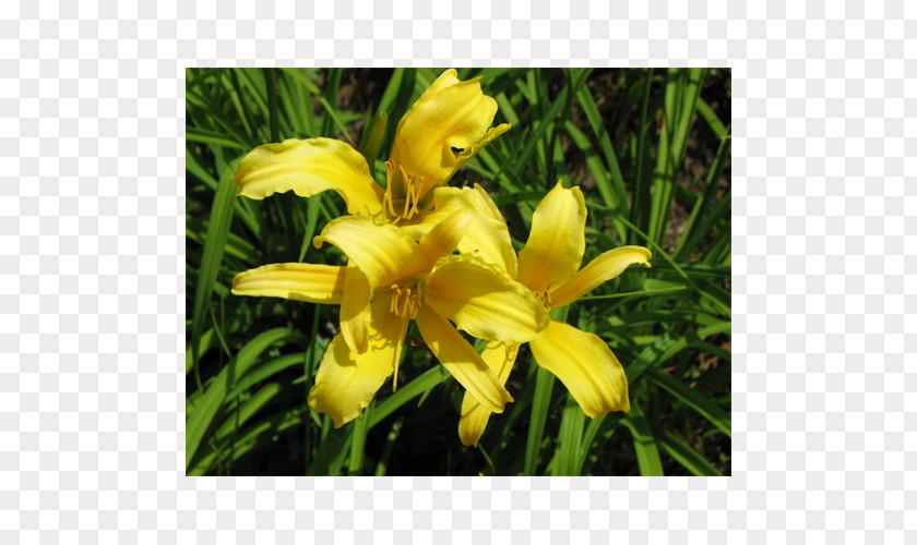 Spider Plant Daylily Lily M PNG